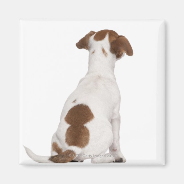 Jack Russell Terrier puppy (3 månader gammal) Magnet (Framsidan)