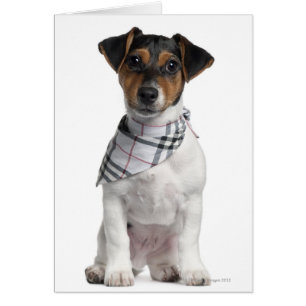 Jack Russell Terrier puppy (4 månader gammal) Hälsningskort