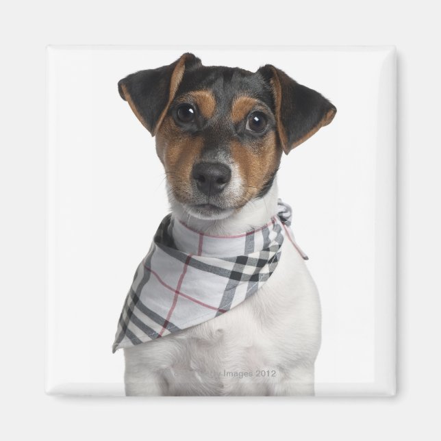 Jack Russell Terrier puppy (4 månader gammal) Magnet (Framsidan)