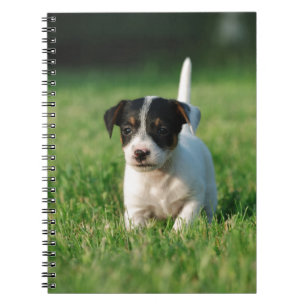 Jack Russell Terrier puppy Anteckningsbok Med Spiral