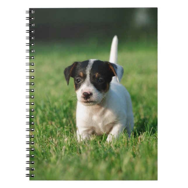 Jack Russell Terrier puppy Anteckningsbok Med Spiral (Framsidan)