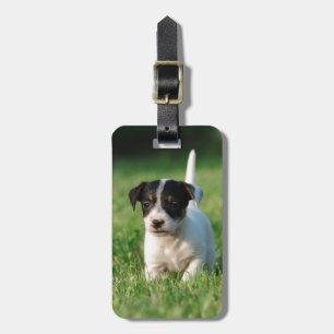 Jack Russell Terrier puppy Bagagebricka