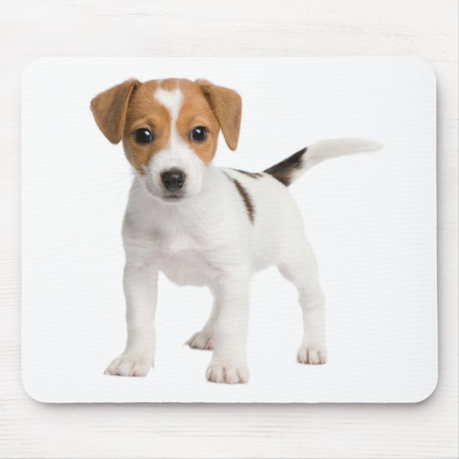 Jack Russell Terrier Puppy Brown och White Hund Musmatta (Framsidan)