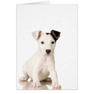 Jack Russell Terrier Puppy Hälsningskort