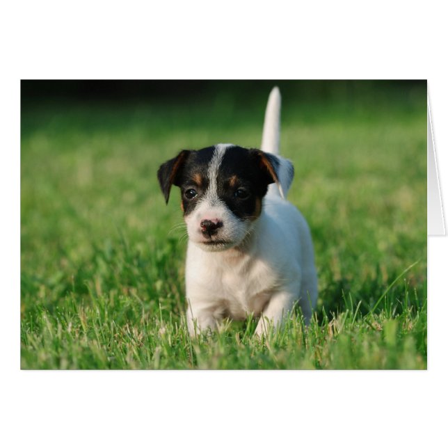 Jack Russell Terrier puppy Hälsningskort (Framsidan Horizontal)
