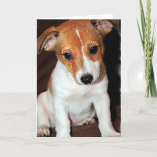 Jack Russell Terrier Puppy Hund Greeting Card Kort (Framsida)