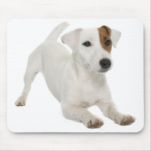 Jack Russell Terrier Puppy Hund Kärlek Musmatta