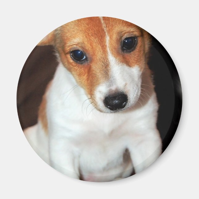 Jack Russell Terrier Puppy Hund Magnet (Framsidan)