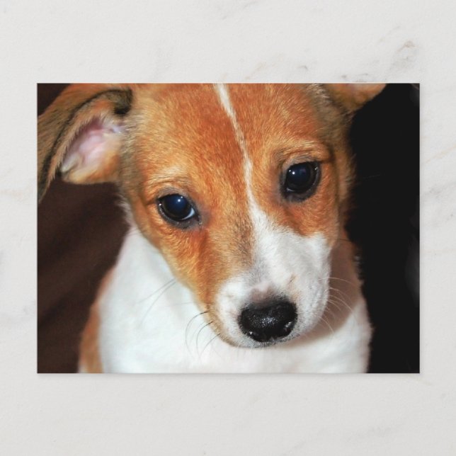 Jack Russell Terrier Puppy Hund Postcard Vykort (Framsida)