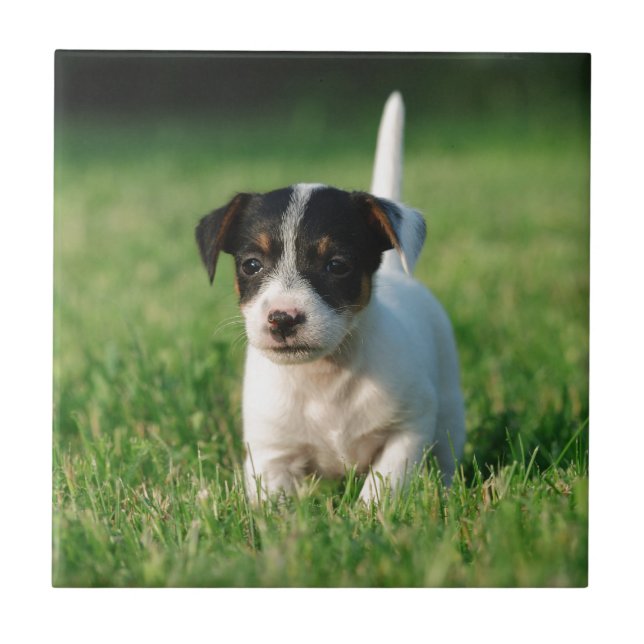 Jack Russell Terrier puppy Kakelplatta (Framsidan)