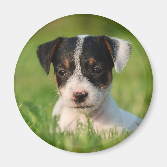Jack Russell Terrier puppy Magnet (Framsidan)