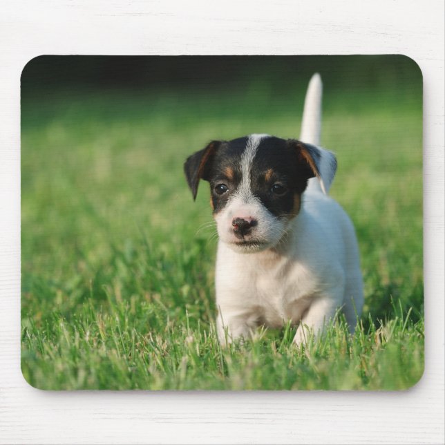 Jack Russell Terrier puppy Musmatta (Framsidan)