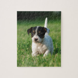 Jack Russell Terrier puppy Pussel