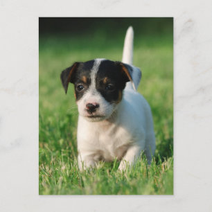 Jack Russell Terrier puppy Vykort