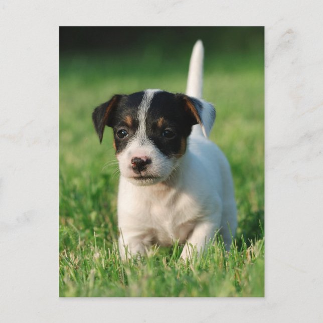 Jack Russell Terrier puppy Vykort (Framsida)