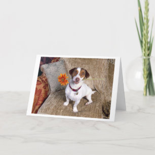 Jack Russell Terrier - tackkort