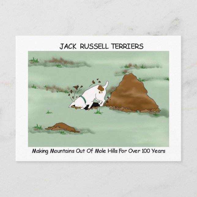 Jack Russell Terrier Vykort (Framsida)