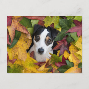 Jack Russell Terrier Vykort