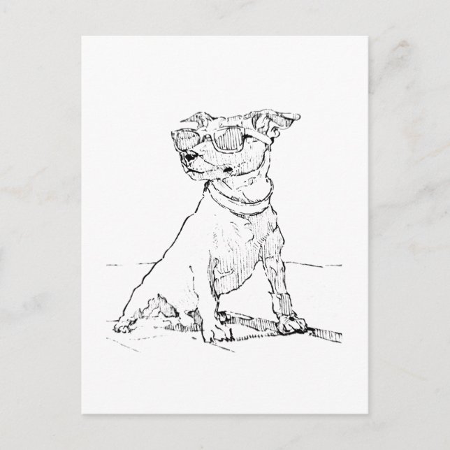 Jack Russell Terrier  Vykort (Framsida)