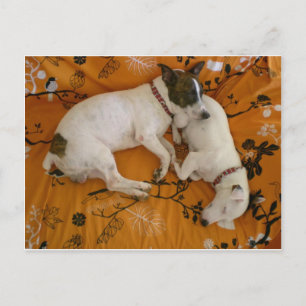 Jack Russell Terrier Vykort