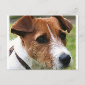 Jack Russell Terrier Vykort