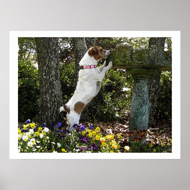 JACK RUSSELL TERRIOR POSTER (Framsidan)