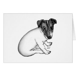 Jack Russell Welpe 10 Wochen alt Hälsningskort
