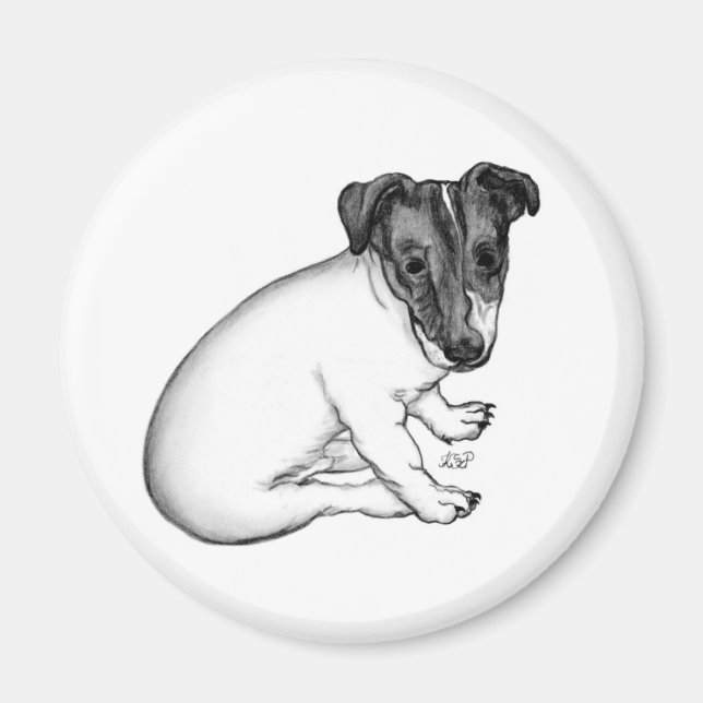 Jack Russell Welpe 10 Wochen alt Magnet (Framsidan)