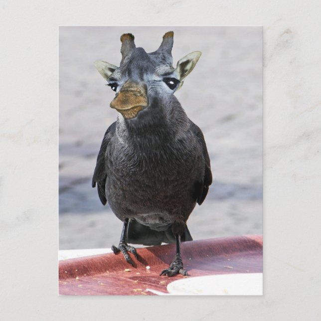 Jackaffe Vykort (Framsida)