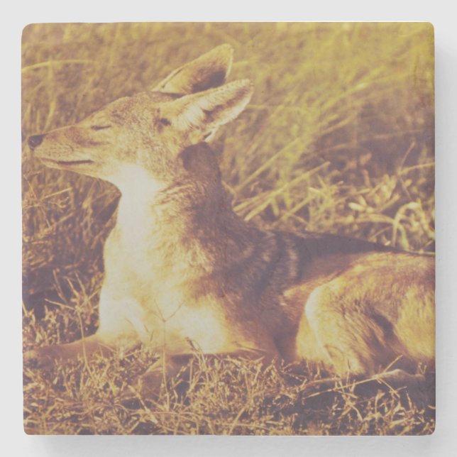 Jackal doftar frukost från safari lodge   stenunderlägg (Framsidan)