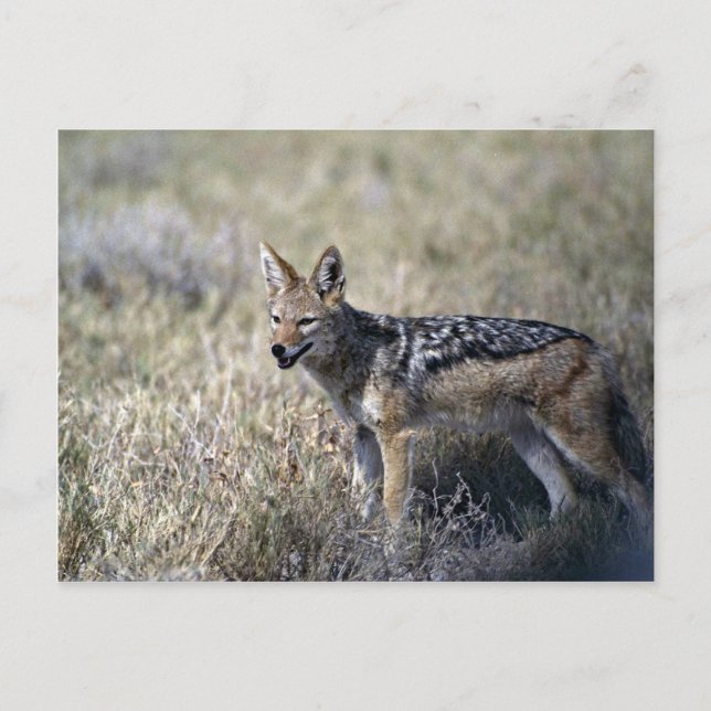 Jackal-jakt Vykort (Framsida)