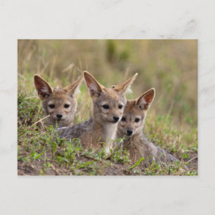 Jackal Valps Vykort