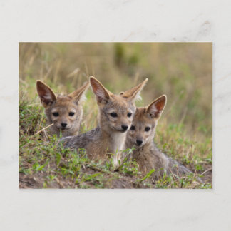 Jackal Valps Vykort
