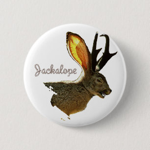 Jackalope Knapp