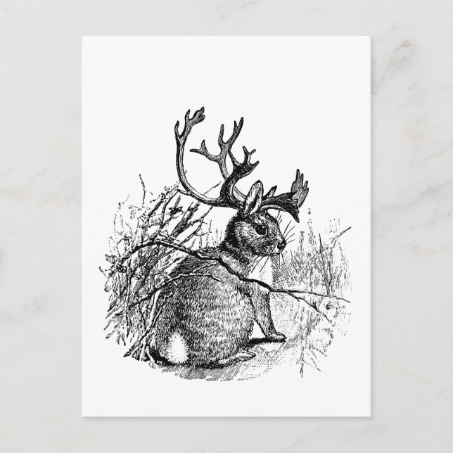 jackalope vykort (Framsida)