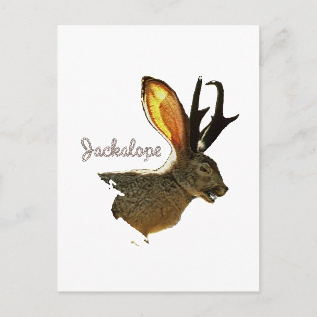 Jackalope Vykort (Framsida)