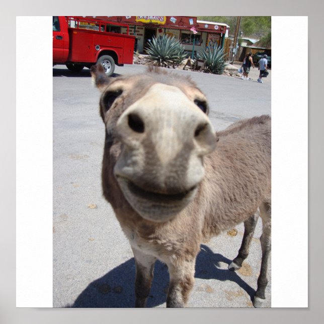 Jackass 002 poster (Framsidan)