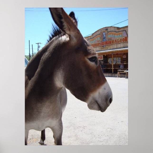 Jackass Poster (Framsidan)