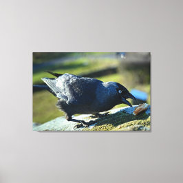 Jackdaw äter canvastryck