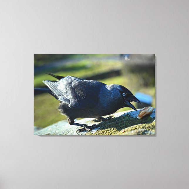 Jackdaw äter canvastryck (Framsida)