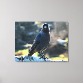 Jackdaw Canvastryck