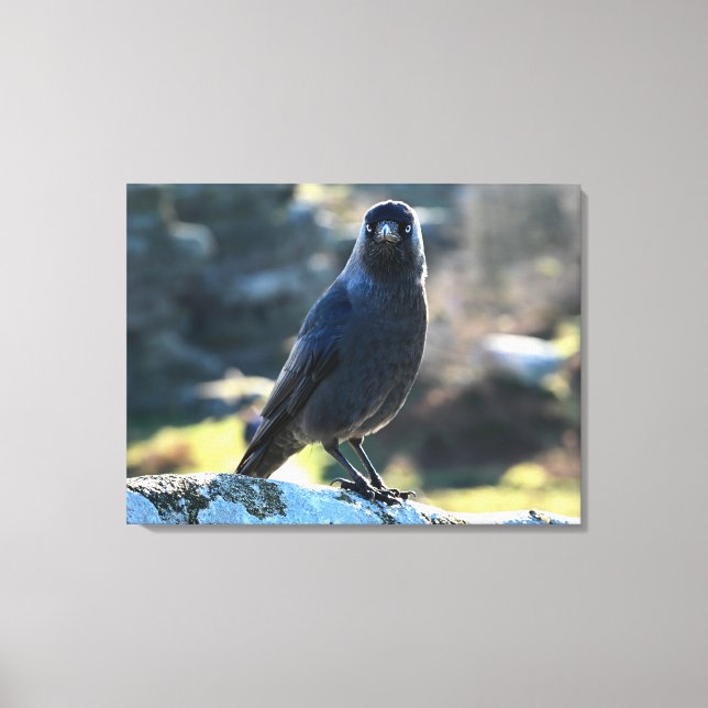 Jackdaw Canvastryck (Framsida)