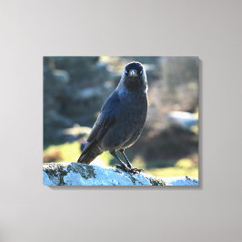 Jackdaw Canvastryck
