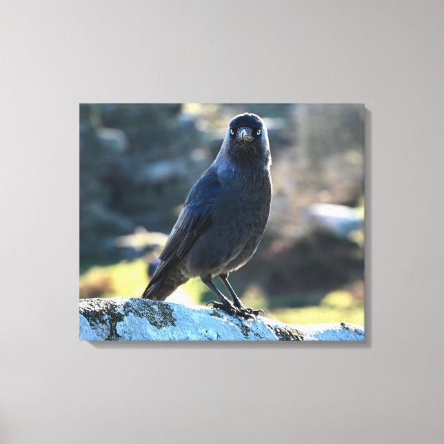 Jackdaw Canvastryck (Framsida)