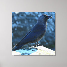 Jackdaw Canvastryck