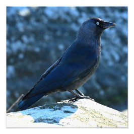 Jackdaw Fototryck