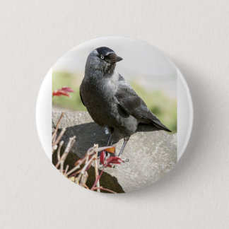 jackdaw.jpg knapp