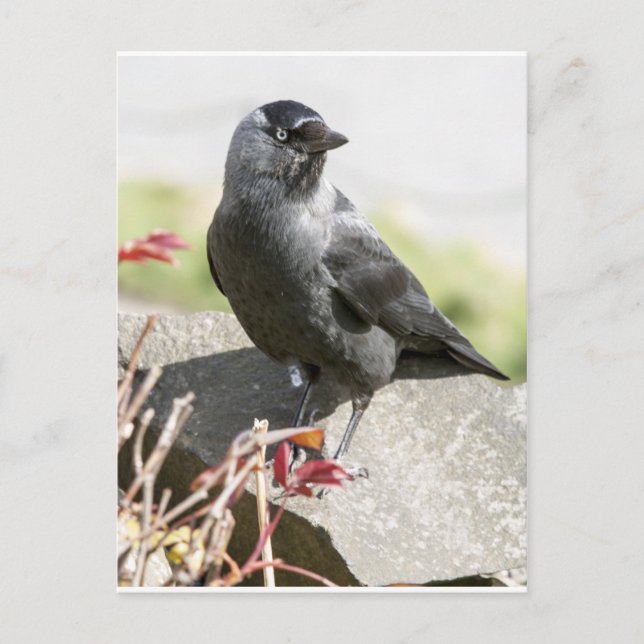 jackdaw.jpg vykort (Framsida)
