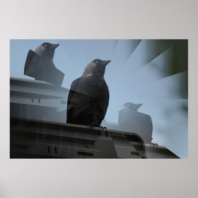 Jackdaw Poster (Framsidan)