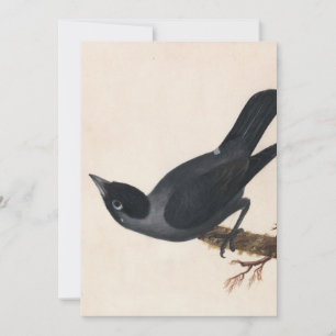 Jackdaw William Lewin